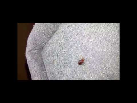 Bedbug monitoring trap, 2 pcs.